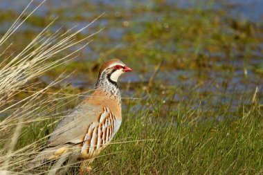 A closeup shot of a partridge bird on the grass during a sunny day clipart