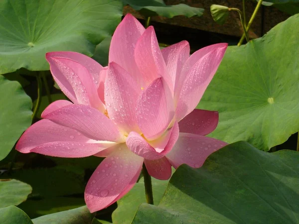 Eine Nahaufnahme Von Schönen Rosa Lotusblumen Einem Teich Einer Friedlichen — Stockfoto