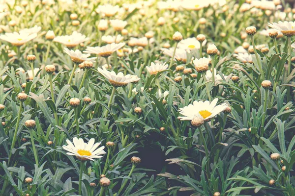 Närbild Bild Ett Vackert Fält Tusensköna Blommor Suddig Bakgrund — Stockfoto