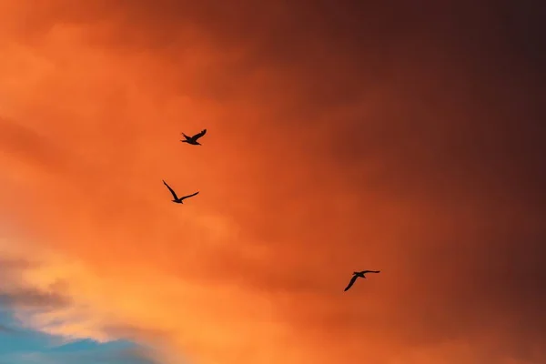 Low Angle Shot Silhouettes Birds Flying Cloudy Sky Beautiful Sunset — Stock Photo, Image