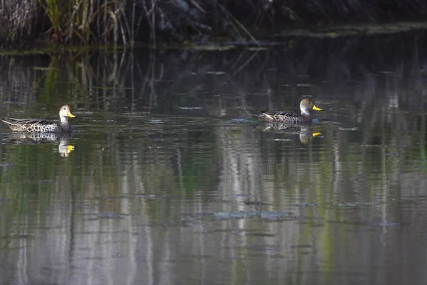 两只可爱的鸭子在湖里游泳 湖里有倒影 — 图库照片