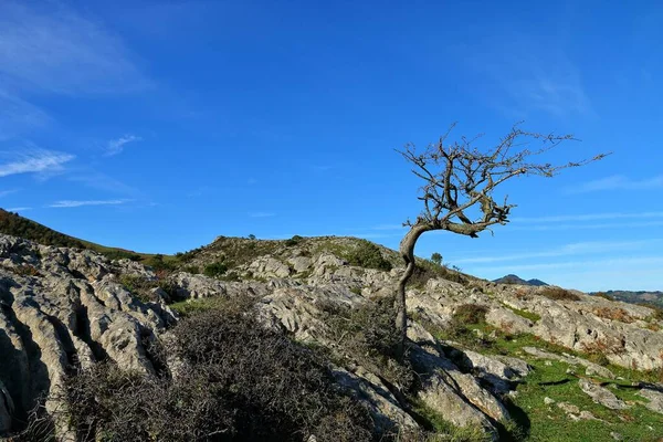 Een Kale Boom Een Rotsachtige Heuvel Met Een Heldere Blauwe — Stockfoto