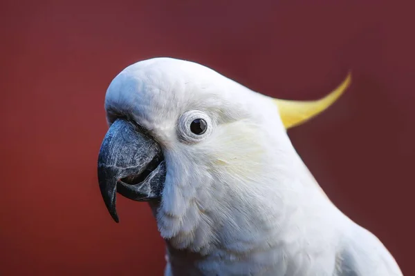 Retrato Uma Cacatua Crista Enxofre Fundo Vermelho — Fotografia de Stock