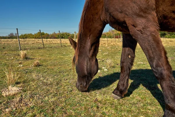 Häst Betar Ängen Den Blå Himlen — Stockfoto
