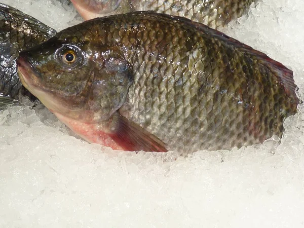 Closeup Shot Tilapia Fish Ice Market Sell — Stock Photo, Image