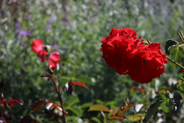 两个红色花朵的特写特写 背面是绿色的美丽花朵 — 图库照片