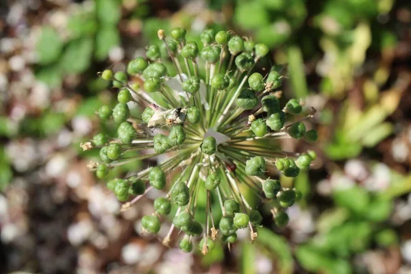 Bulanık Yeşil Arkaplan Ile Çiçek Açtıktan Sonra Süslemeli Soğan — Stok fotoğraf