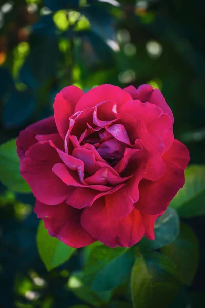 Zbliżenie Ujęcie Ogrodowej Róży — Zdjęcie stockowe