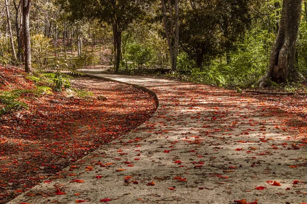 Прекрасный Снимок Дорожки Покрытой Красными Листьями Ведущей Через Парк — стоковое фото