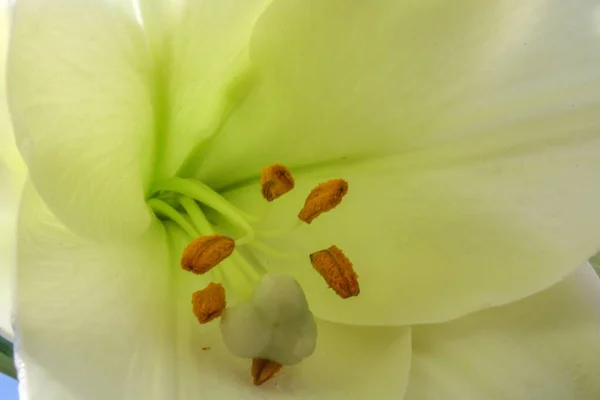 Primer Plano Una Flor Lirio Blanco Bajo Luz Del Sol — Foto de Stock