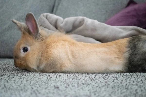 一只浅褐色的兔子躺在家里沙发上的特写镜头 — 图库照片