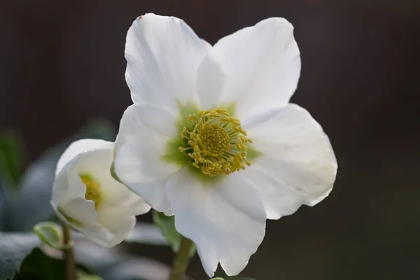 Selective Focus Shot Silky Rose Flower — Stock Photo, Image