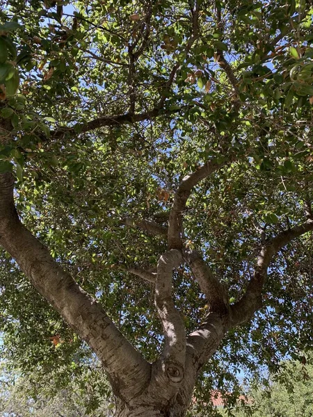 Svislý Nízký Úhel Záběru Větví Stromů Pokrytých Listy Zachycenými Slunečného — Stock fotografie