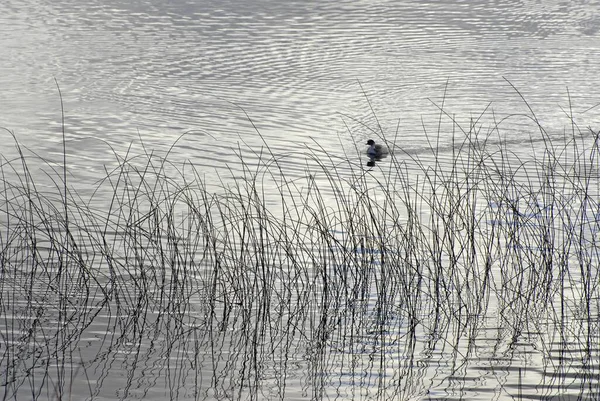 Eine Süße Ente Schwimmt Einem See Hinter Hohen Graszweigen — Stockfoto