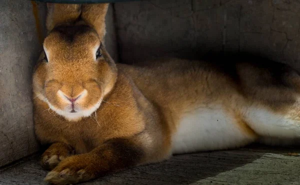 Yerde Yatan Sevimli Sevimli Bir Tavşanın Yakın Plan Fotoğrafı — Stok fotoğraf