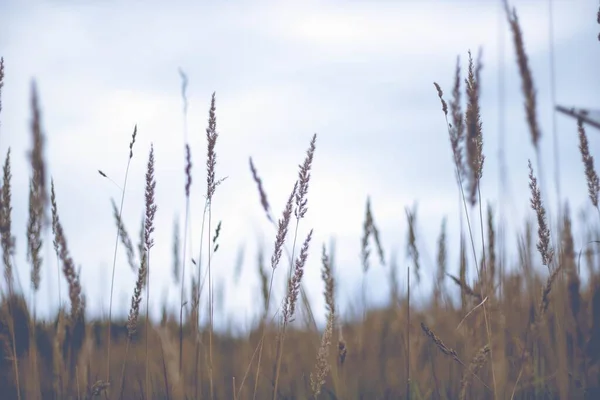 Nahaufnahme Eines Feldes Aus Grünem Brome Auf Verschwommenem Hintergrund — Stockfoto