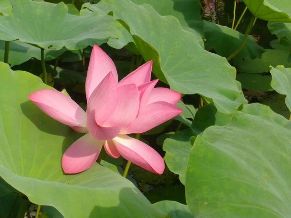 Gros Plan Belles Fleurs Lotus Rose Dans Étang Dans Une — Photo