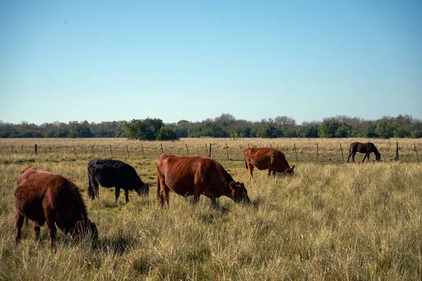 Grupo Vacas Caballos Pastando Prado Bajo Cielo Azul —  Fotos de Stock