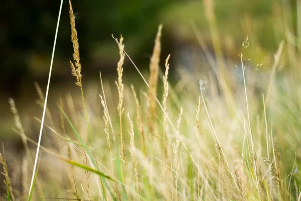 Gros Plan Champ Brome Vert Sur Fond Flou — Photo