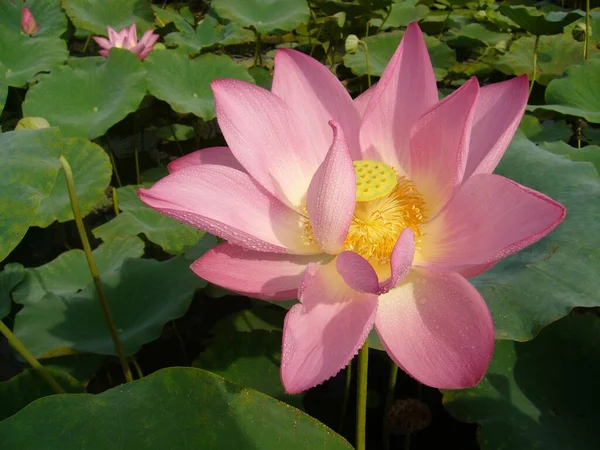 Primer Plano Hermosas Flores Loto Rosa Estanque Campo Tranquilo — Foto de Stock