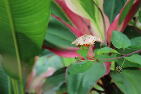 Μια Επιλεκτική Φωτογραφία Μιας Όμορφης Πεταλούδας Που Κάθεται Ένα Πράσινο — Φωτογραφία Αρχείου