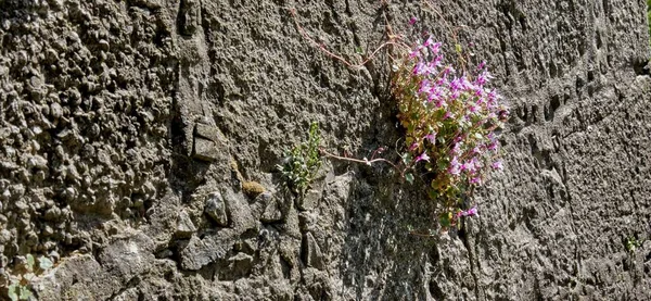 Close Shot Wildflowers Shades Pink Growing Stone Wall — Stock fotografie