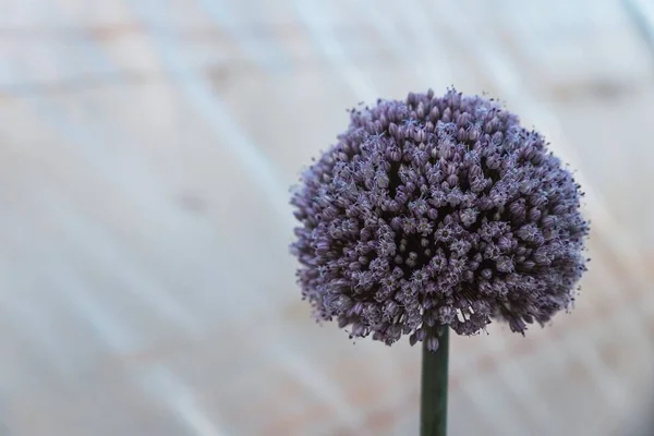 Flor Crecimiento Con Semillas Cebolla —  Fotos de Stock