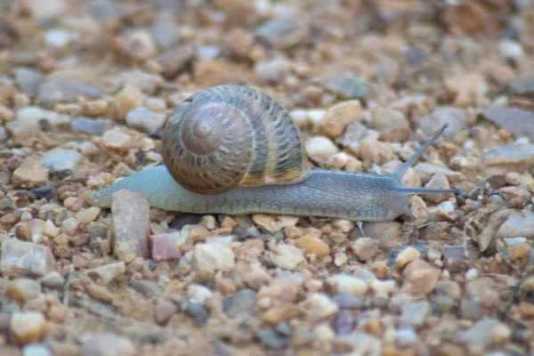 Mise Point Sélective Escargot Sur Des Pierres — Photo