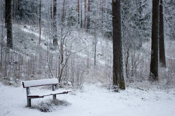 Vacker Natur Skog Med Massa Träd Täckta Med Snö — Stockfoto