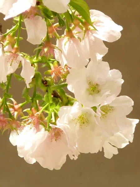 Gyönyörű Fehér Cseresznyevirág Virágok — Stock Fotó