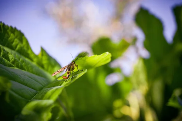 一只长着翅膀的昆虫坐在绿叶上的宏观画面 — 图库照片