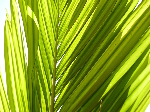 Die Langen Blätter Der Palme Mit Kleinen Punkten — Stockfoto