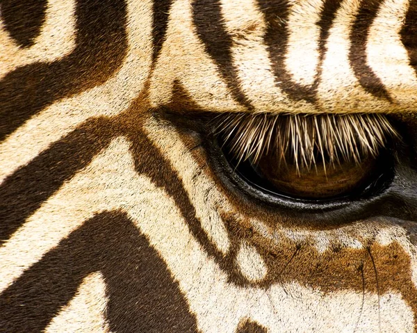 A closeup shot of an African leopard eye