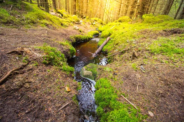 森の中の緑と木々に囲まれた川の美しい景色 — ストック写真