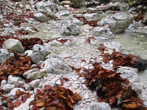 Tiro Close Folhas Outono Caídas Rochas Brancas Córrego Água — Fotografia de Stock