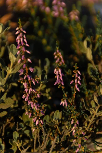 Colpo Messa Fuoco Selettiva Verticale Viola Impianto Penny Alpino — Foto Stock