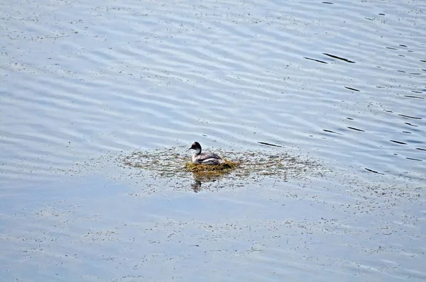 Plan Angle Élevé Canard Mignon Nageant Dans — Photo