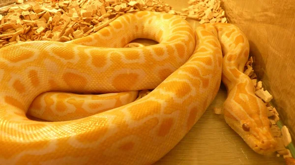 Closeup Shot Giant Yellow Python Snake — Stock Photo, Image