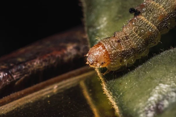 Een Zachte Focus Van Een Bruine Rups Een Blad Tegen — Stockfoto