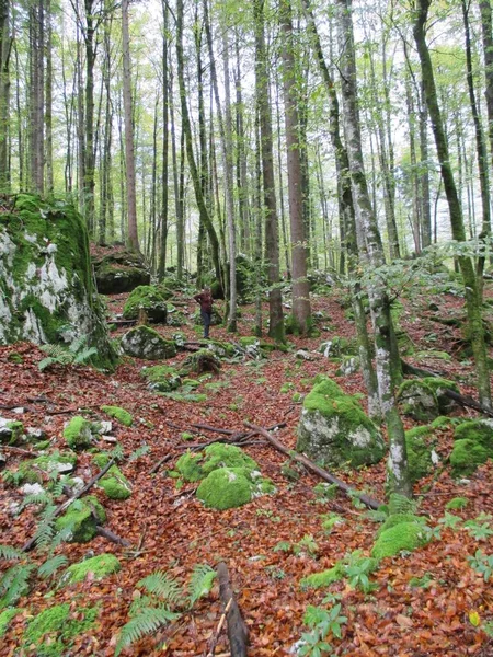 Paisagem Florestal Eslovena Outono Com Cores Verde Vermelho — Fotografia de Stock