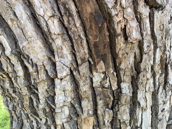 Ένα Κοντινό Πλάνο Του Κορμού Ενός Παλιού Δέντρου Καλό Για — Φωτογραφία Αρχείου