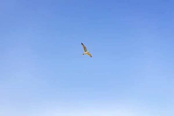 Tiro Ángulo Bajo Una Gaviota Volando Sobre Fondo Cielo Azul — Foto de Stock
