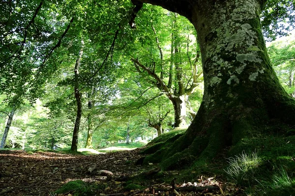 Tiro Baixo Ângulo Árvores Uma Floresta Durante Dia — Fotografia de Stock