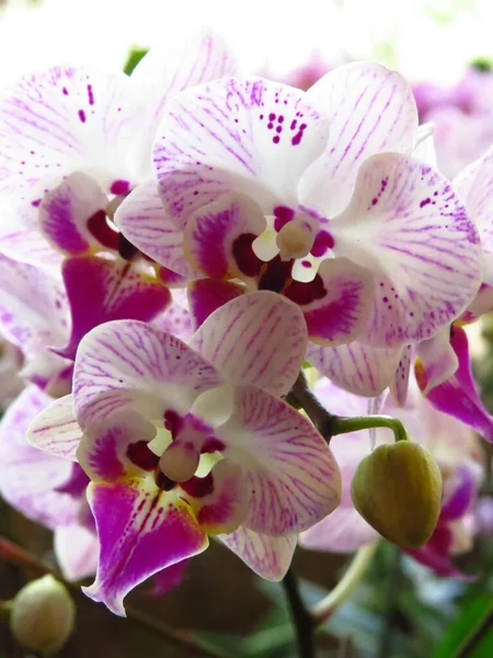 Tiro Close Das Flores Bonitas Florescidas Dos Orchids — Fotografia de Stock