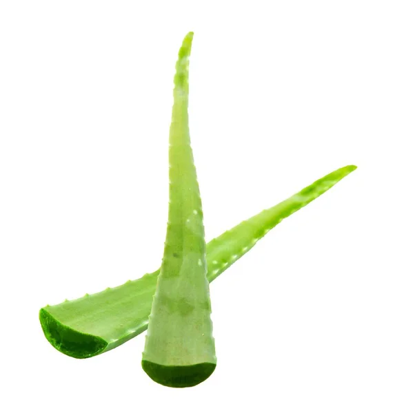Рослина Aloe Vera Ізольована Білому Тлі Aloe Vera Вид Сукулентних — стокове фото