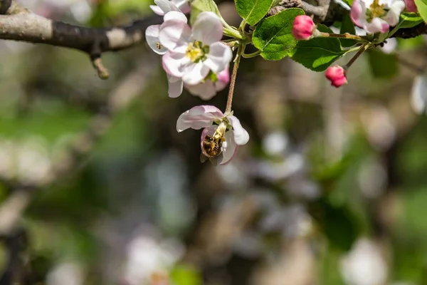 Une Mise Point Sélective Des Fleurs Sur Une Branche Cerisier — Photo