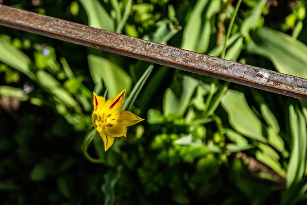 Вибірковий Фокус Знімок Жовтої Квітки Під Старою Іржавою Трубою Під — стокове фото