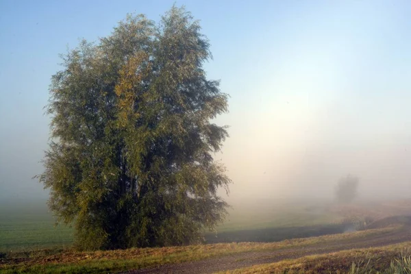Ein Von Nebel Umgebener Baum Auf Der Grünen Landschaft — Stockfoto