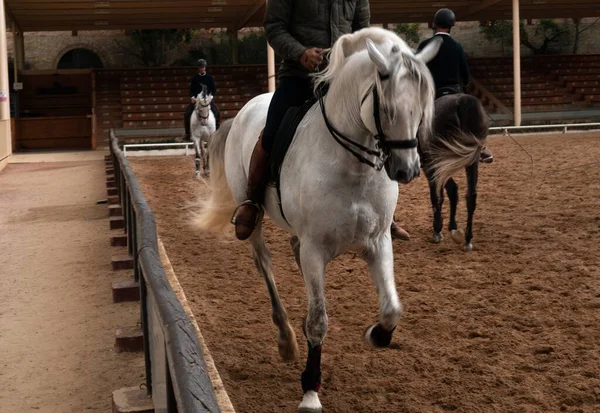スペインのクロドバ 2020年2月29日 スペインのアンダルシア州クロドバの農家で馬に乗っている人 — ストック写真