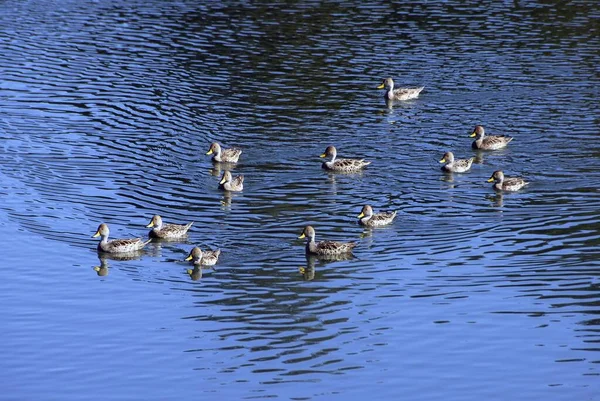 Tiro Ângulo Alto Grupo Patos Nadando Lago Azul — Fotografia de Stock